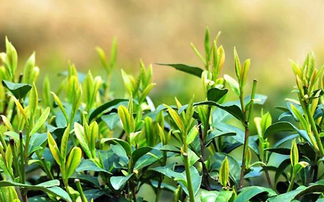 春茶、夏茶、秋茶，你知道多少？