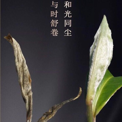 普洱、生茶（旺财生育饼）