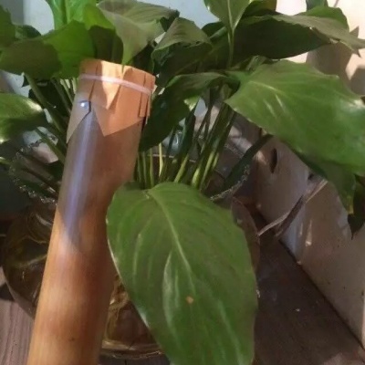 竹筒香茶（雅名姑娘茶）