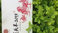 湘益茯茶湖南安化黑茶湘益茯茶领头羊2kg金花茂盛收藏版纪念版第一批礼盒2015年