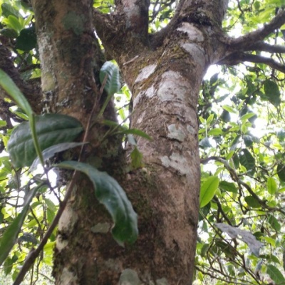 2018年春菖蒲塘古树茶