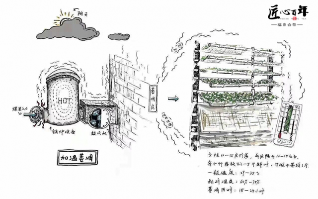 专题 | 白牡丹、贡眉、寿眉、不能用价格高低区分，细聊白茶的三种工艺