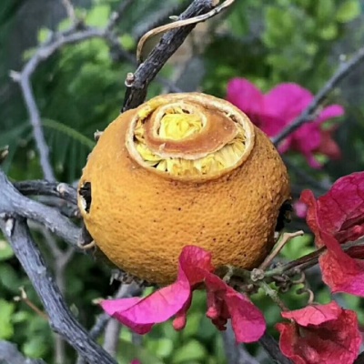 柠红菊花茶