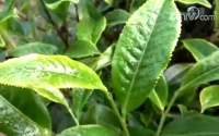 央视新闻采访：茶叶消费升级，茶农如何应对市场变化