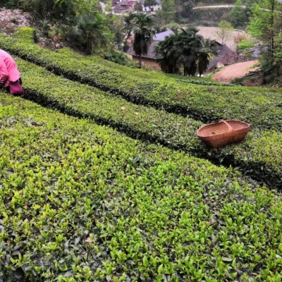 三峡绿茶