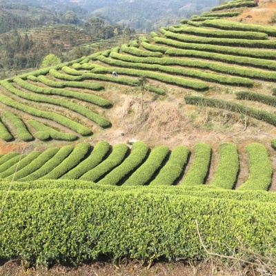 高山绿茶