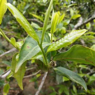 2018年春菖蒲塘古树茶