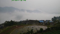 其他品牌2016三江老巴山早春红茶2016年