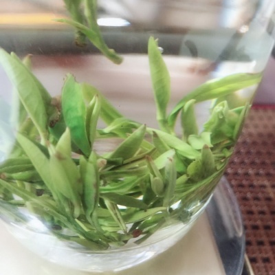 安吉白茶毛尖
