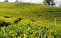 上市品牌吴裕泰为有机茶新品开了发布会；2019深圳春季茶博会将于27日开幕