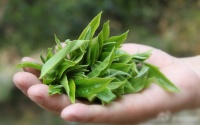 定制茶旅 | 云南茶山，古树纯料，你的个性化专属