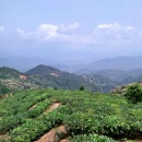 茶缘（延山茶）