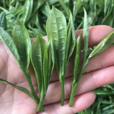 醇香绿茶