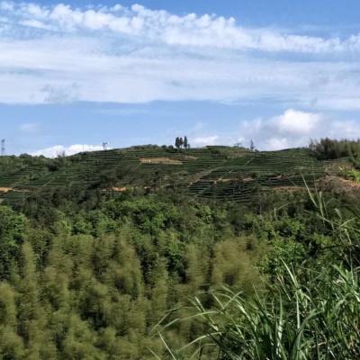 高山绿茶