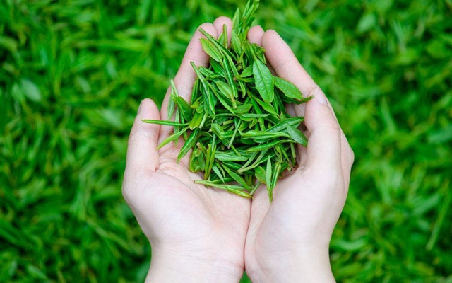 2018 普洱山头茶春茶价格