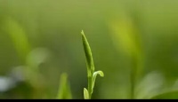 七姊妹山绿茶七姊妹山绿茶2017年