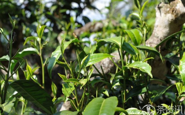 春茶收购进入落潮期，普洱古树茶涨10%台地茶跌15%