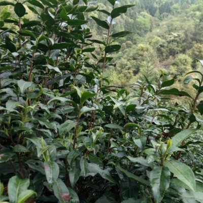 祁门红茶~红香螺