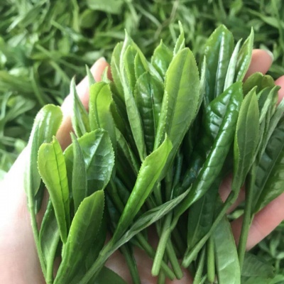 醇香绿茶