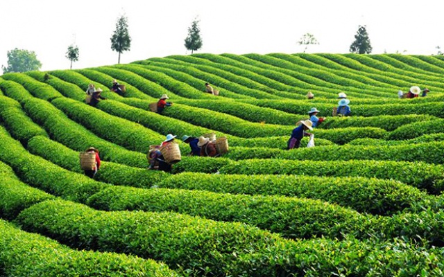 农业部：今年干毛茶产量258万吨，比上年增加17万吨