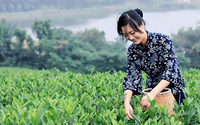 注意！春茶陷阱多，买茶需谨慎！