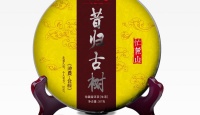 其他品牌昔归古树2016年