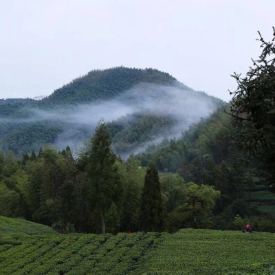 观山（白牡丹）