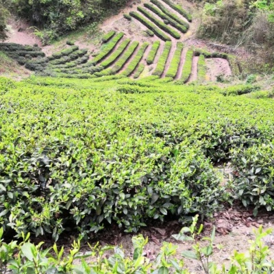 三峡绿茶