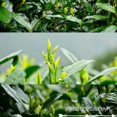 明前龙井|浙江绿茶|高山龙井|西湖龙井|炒青|扁茶
