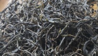 茶搜搜2018年春菖蒲塘古树茶2018年